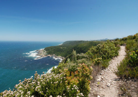 Wandelpad bij het Tsitsikamma National Park