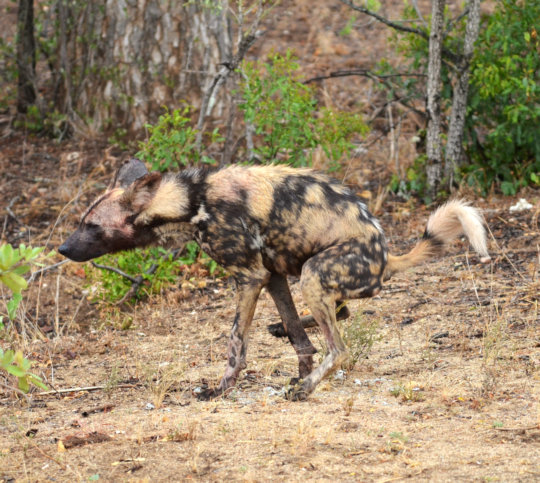 Wilde hond in het Kruger Park in Zuid Afrika