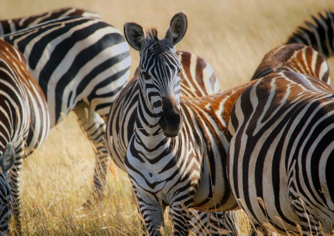 Zebras in Afrika