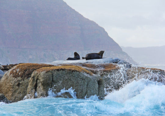 Zeeleeuwen bij Seal Island bij Kaapstad