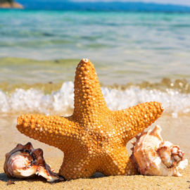 Zeester op het strand van Afrika