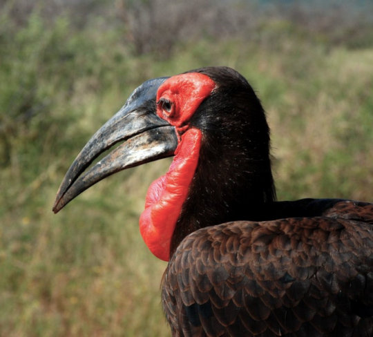 Zuidelijke hoornraaf in het Kruger Park