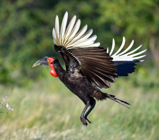 Zuidelijke hoornraaf tijdens safari in het Kruger Park