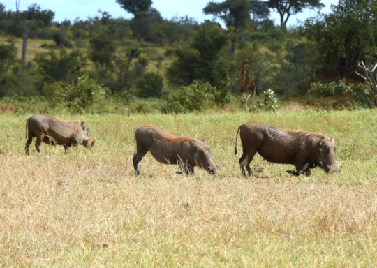 Zwijnen tijdens safari in het Kruger National Park 1