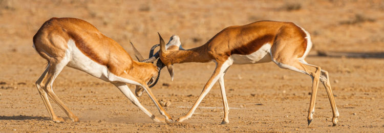 vechtende springbokken in Namibie