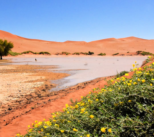 Bezoek aan Sossusvlei bij reis van Windhoek naar Kaapstad
