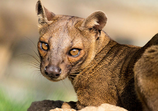 Fossa in het Kirindy National Park