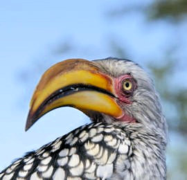 Geelbekneushoornvogel tijdens rondreis in Zuid-Afrika