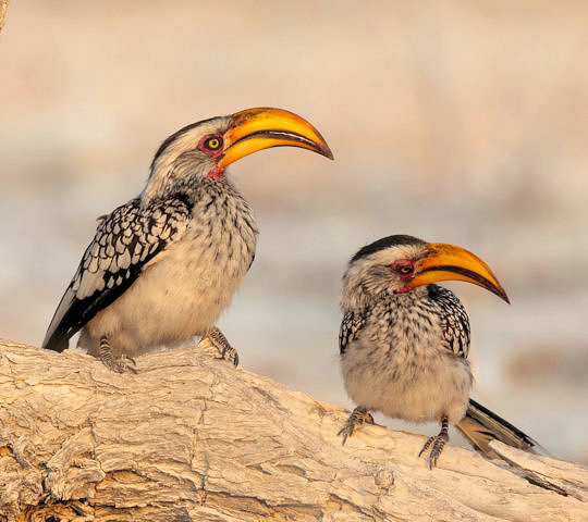 Geelbekneushoornvogels in Etosha National Park