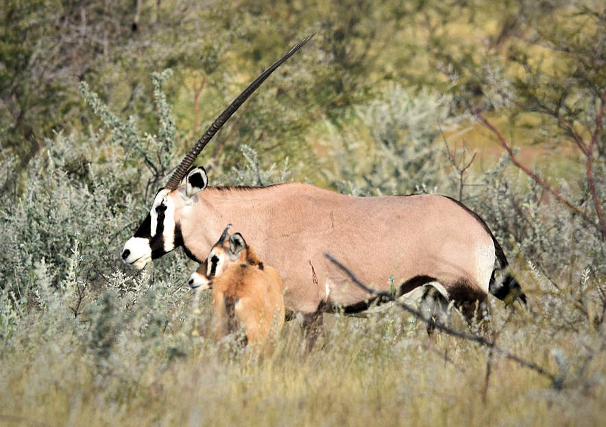 Gemsbok met kalf in Etosha National Park Namibie