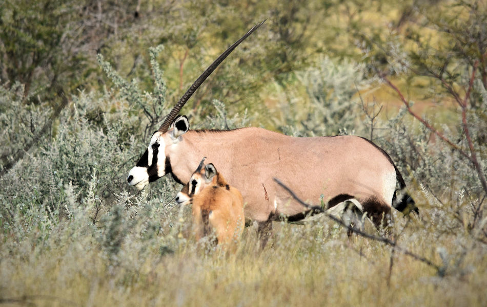 Gemsbok met kalfje in Etosha National Park