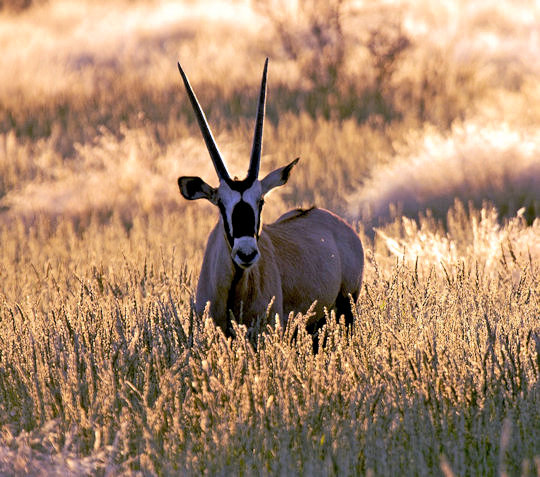 Gemsbok tijdens natuurrit in de Kalahari