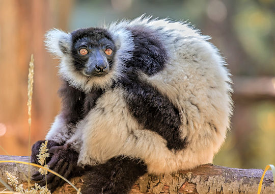 Indri Indri in Andasibe National Park 1