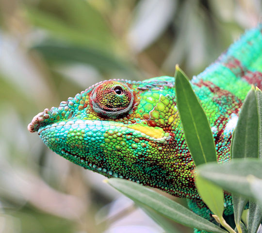 Kameleon in het Andasibe National Park