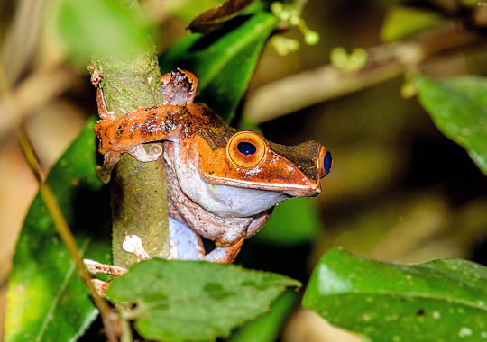 Kikker in het Ranofamana National Park- hoogtepunte van Madagascar