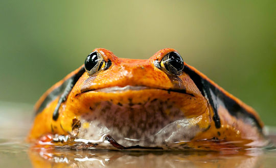 Kikker tijdens avontuurlijke reis door Madagascar 