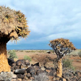 Kokerbomen in Namibie