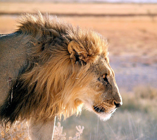 Leeuw in Etosha National Park onderweg van Windhoek naar Kaapstad