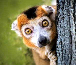 Lemur in Andasibe National Park op Madagascar 1