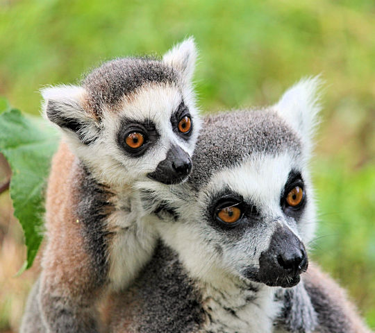 Lemuren bij Parc dAnja op Madagascar