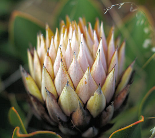 Protea bloem in Zuid-Afrika