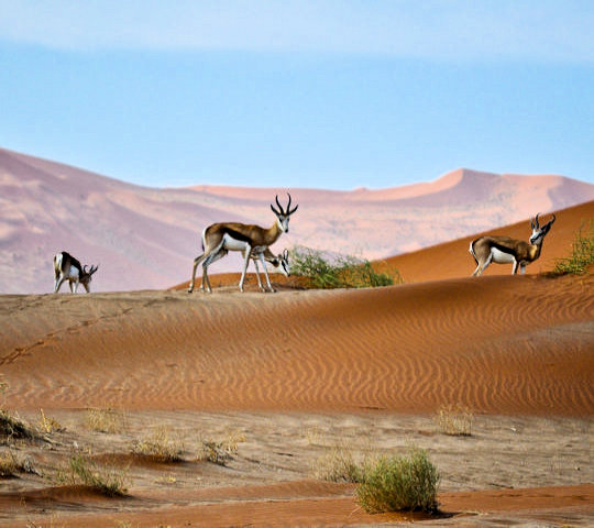 Springbokken in de duinen bij Sossusvlei