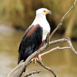 Visarend op tak tijdens safari in Botswana