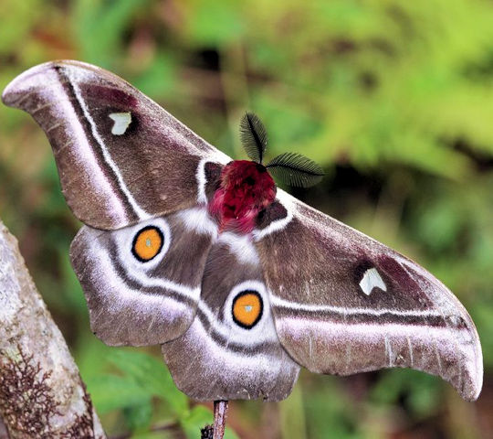 Vlinder in Ranomafana National Park