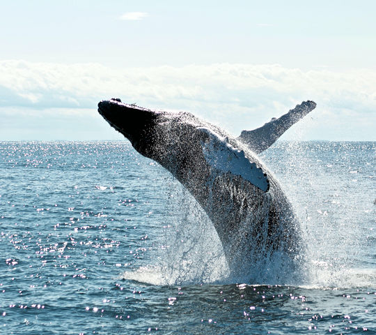 Walvis voor de kust bij Ifaty op Madagascar