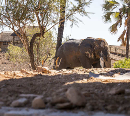 Woestijnolifant bij Palmwag Lodge in Namibie