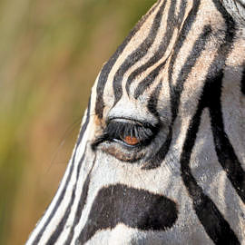 Zebra tijdens reis in Zuid Afrika