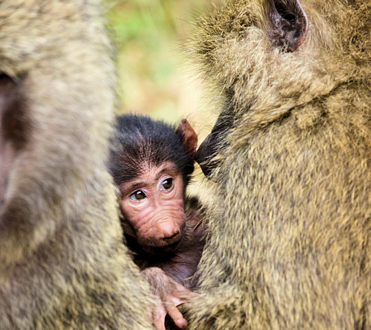 Bavianen in Arusha National Park in Tanzania