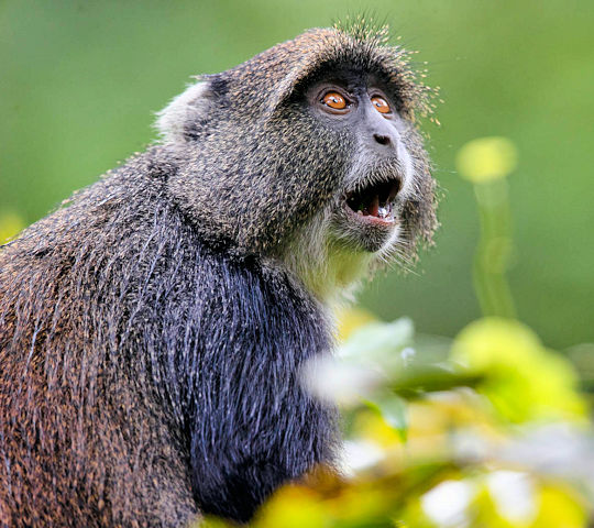 Blauwaap in het Arusha National Park in Tanzania