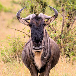 Gnoe tijdens safari inTanzania