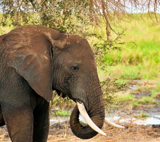 Olifant tijdens hoogtepunten safari Tanzania
