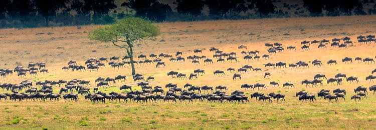 Safari Tanzania migratie van gnoes