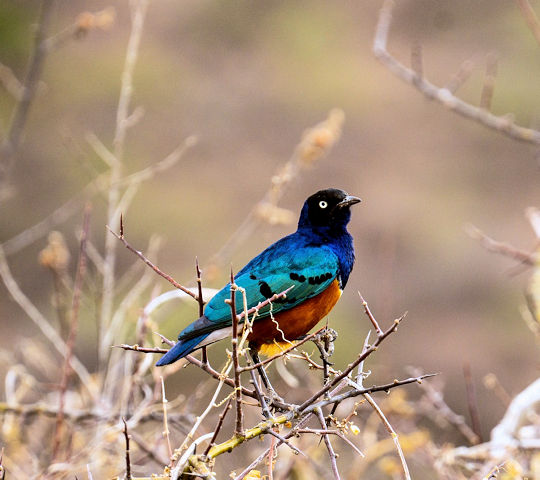 Vogel tijdens safari in Tanzania