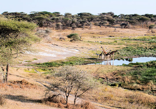 Bezoek aanTarangire National Park tijdens groepsreis Kenia en Tanzania