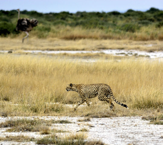 Cheeta in het Tarangire National Park