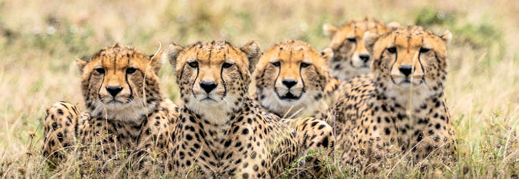 Cheeta's tijdens safari in Kenia