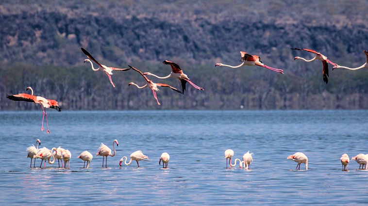 Flamingos bij Lake Nakuru tijdens safari in Kenia