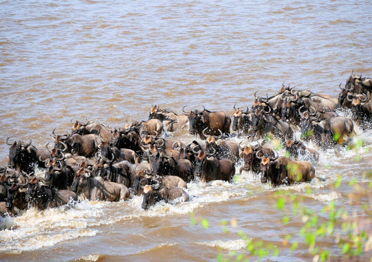 Gnoes bij de Mara rivier in de Serengeti