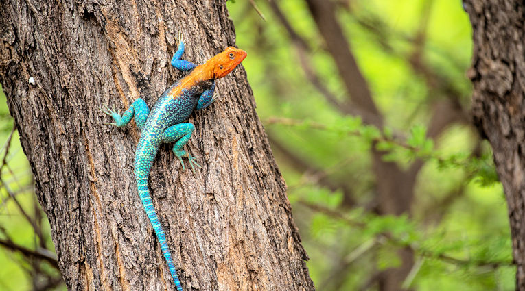 Hagedis op boom bij Mount Meru National Park in Kenia