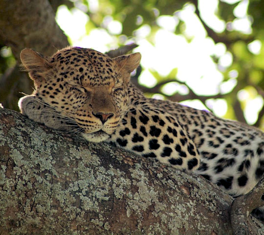 Luipaard in het Serengeti National Park