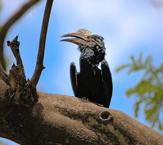 Neushoornvogel bij Lake Manyara National Park