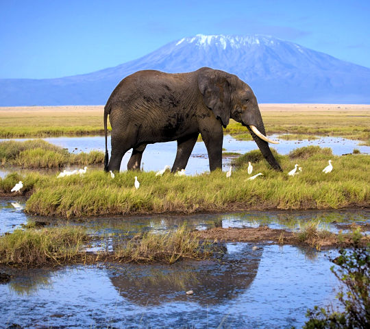 Olifant in Amboseli Kenia