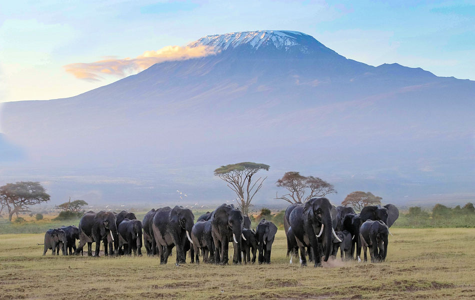 Olifanten met Mount Kilimanjaro bij Amboseli National Park in Kenia