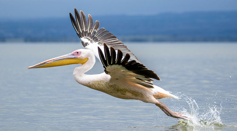 Pelikaan bij Lake Naivasha in Kenia