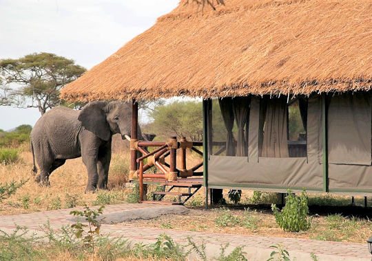 Tent bij Tarangire Simba Lodge