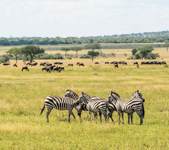 Zebras in de Serengeti